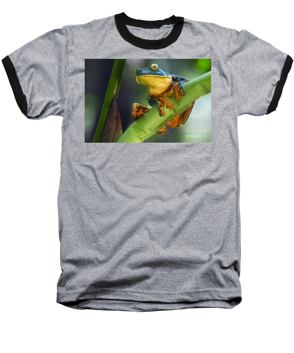 Splendid Leaf Frog Baseball T-Shirt featuring the photograph Agalychnis calcarifer 4 by Arterra Picture Library