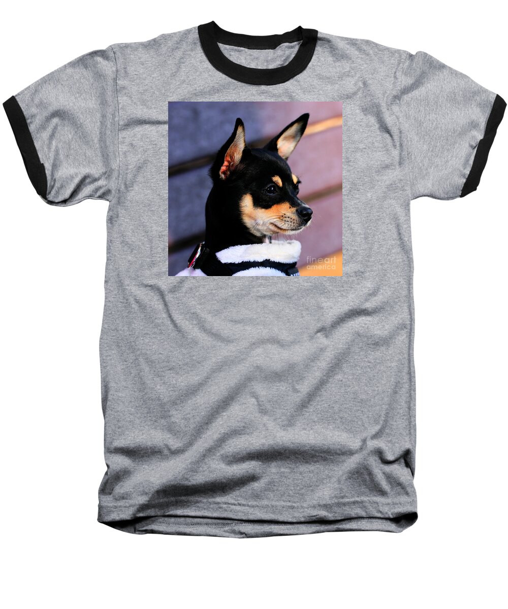 Dog Baseball T-Shirt featuring the photograph Agie - Chihuahua Pitbull by Tap On Photo