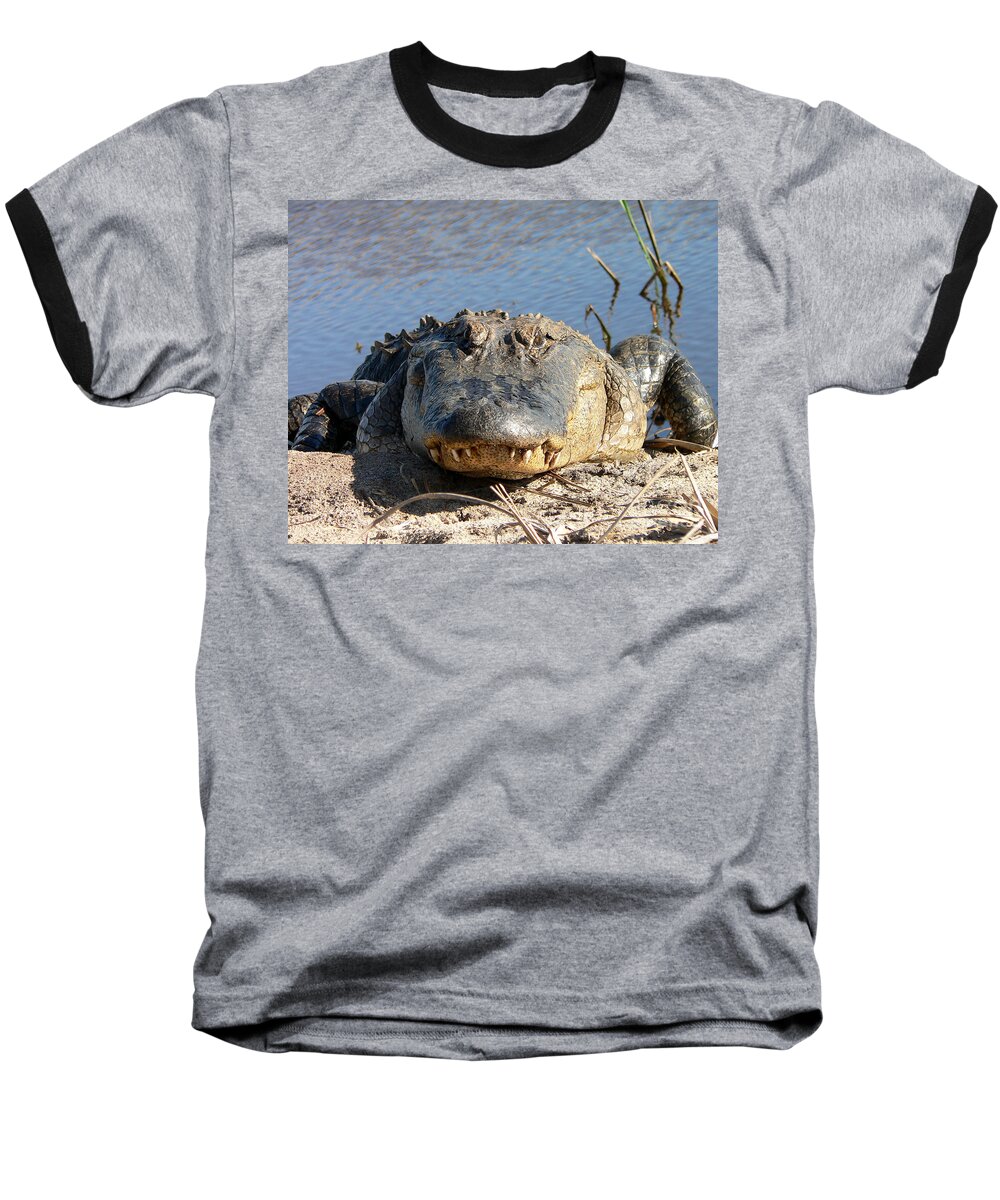 Gator Baseball T-Shirt featuring the photograph Alligator Approach by Al Powell Photography USA