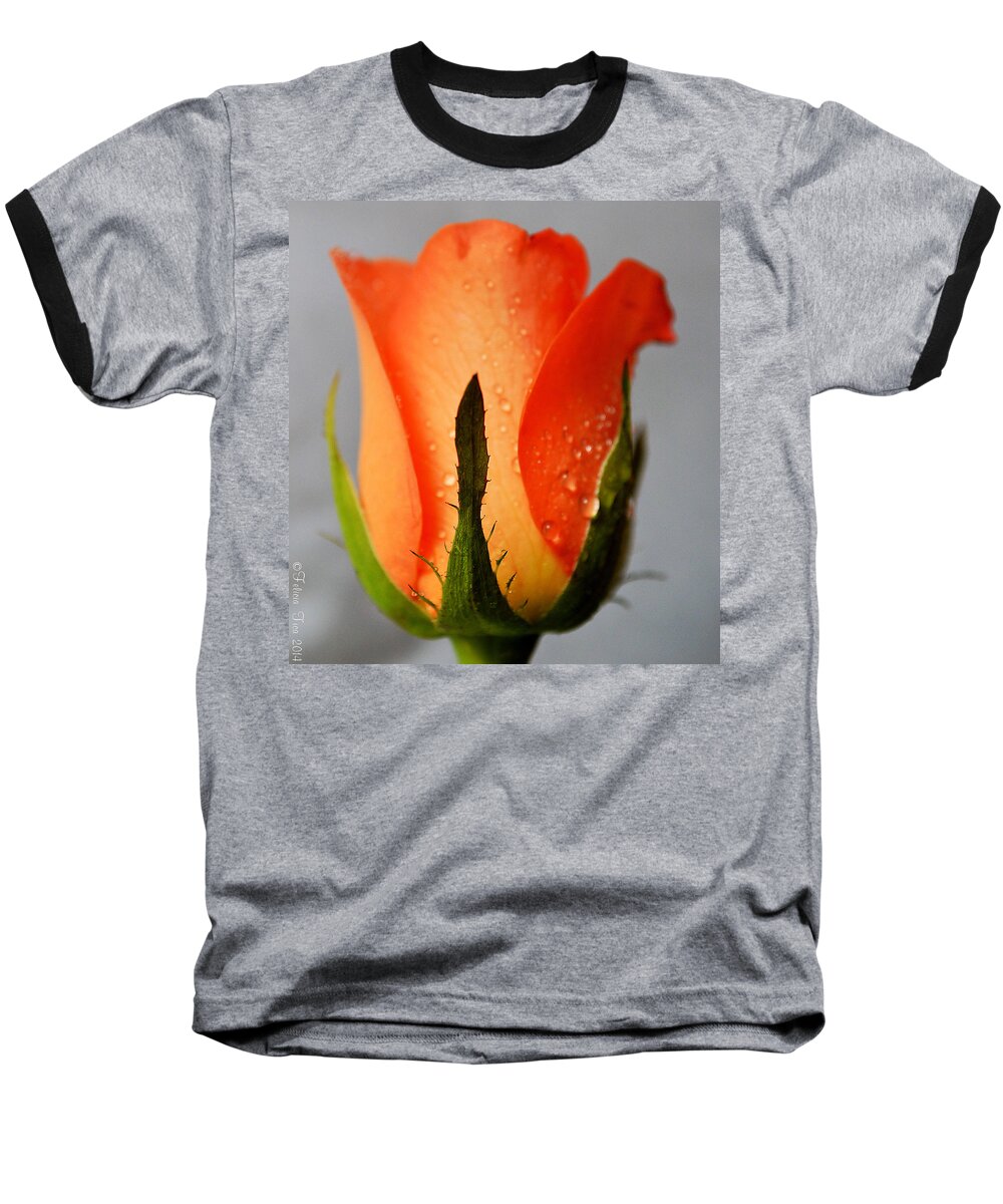 Rose Baseball T-Shirt featuring the photograph Allure by Felicia Tica