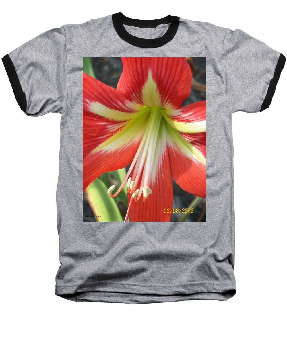  Baseball T-Shirt featuring the photograph Amarylis Full Bloom by Belinda Lee