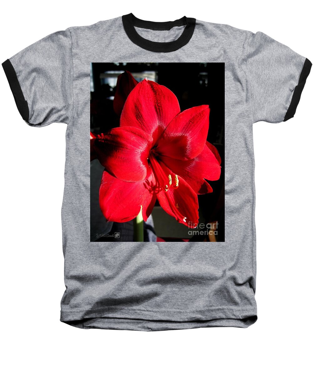 Mccombie Baseball T-Shirt featuring the photograph Amaryllis named Black Pearl by J McCombie