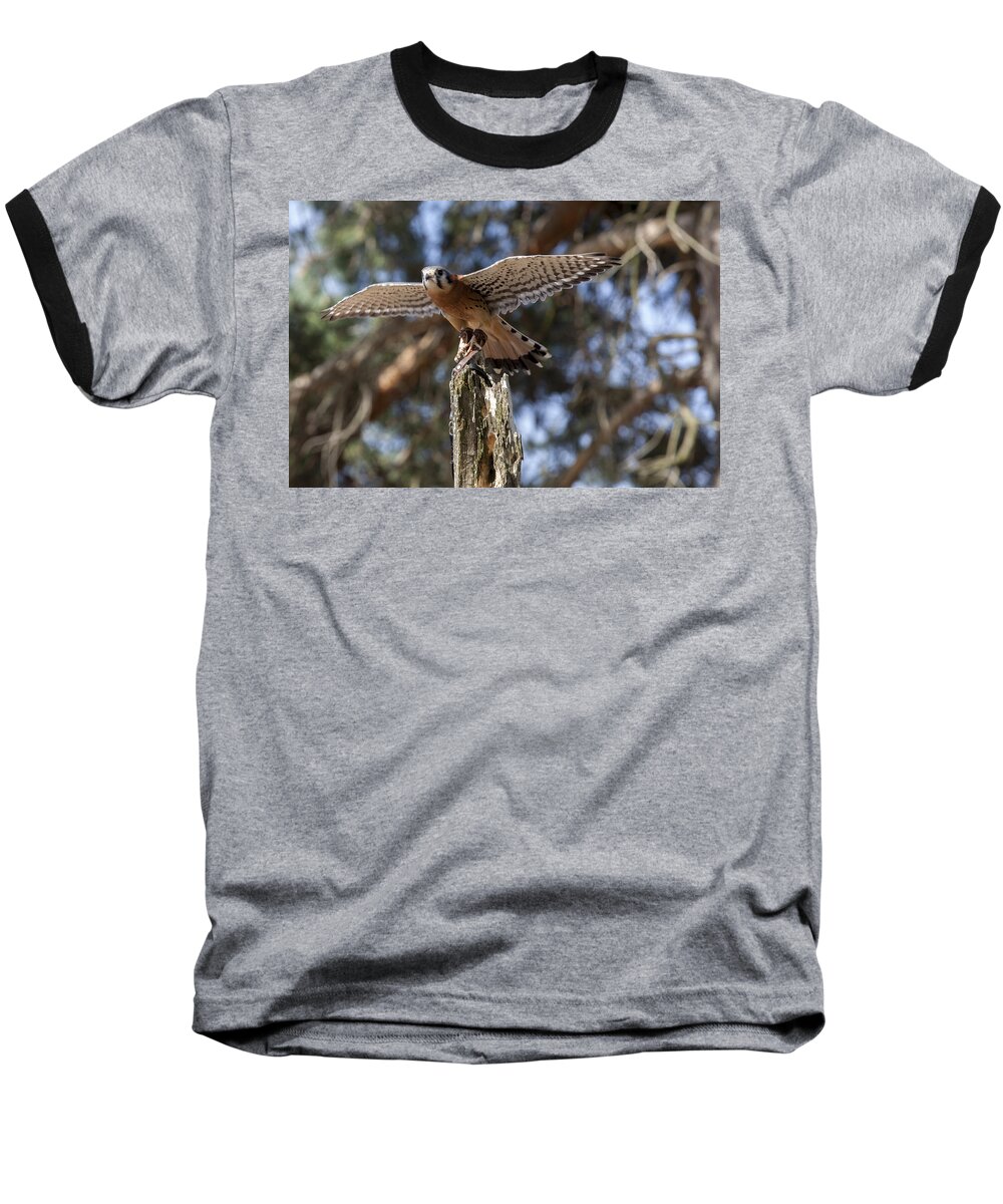 Agile Baseball T-Shirt featuring the photograph American Kestrel by Jack R Perry