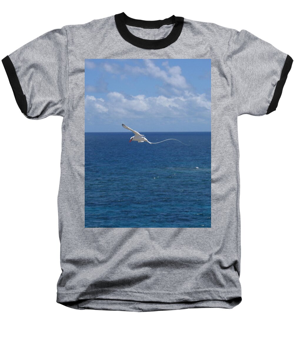 Seabird Baseball T-Shirt featuring the photograph Antigua - In flight by HEVi FineArt