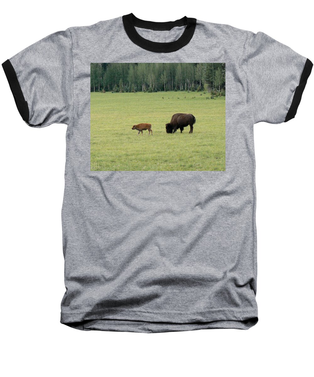 Bison Baseball T-Shirt featuring the photograph Arizona Bison by Laurel Powell