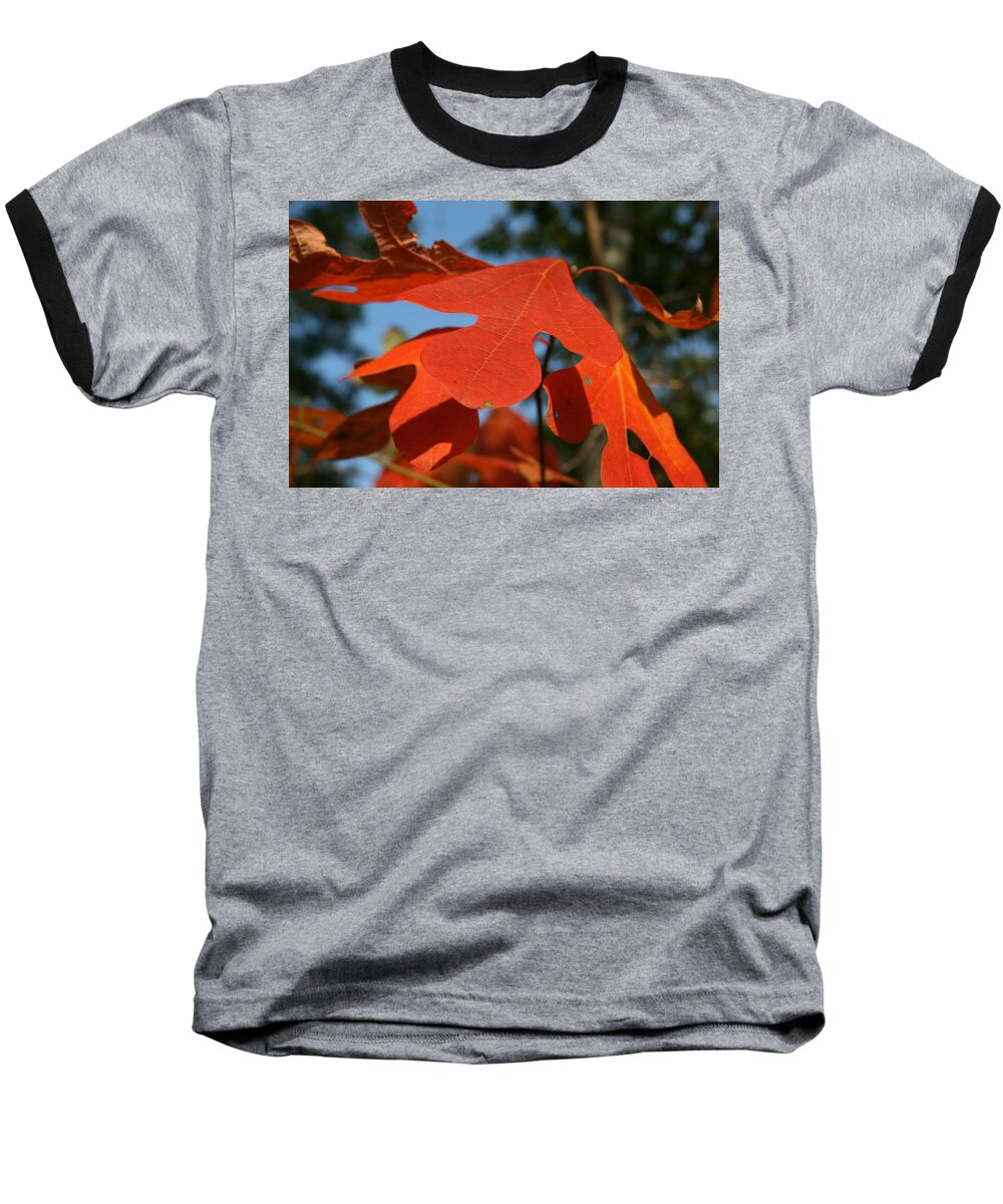 Leaf Baseball T-Shirt featuring the photograph Autumn Attention by Neal Eslinger