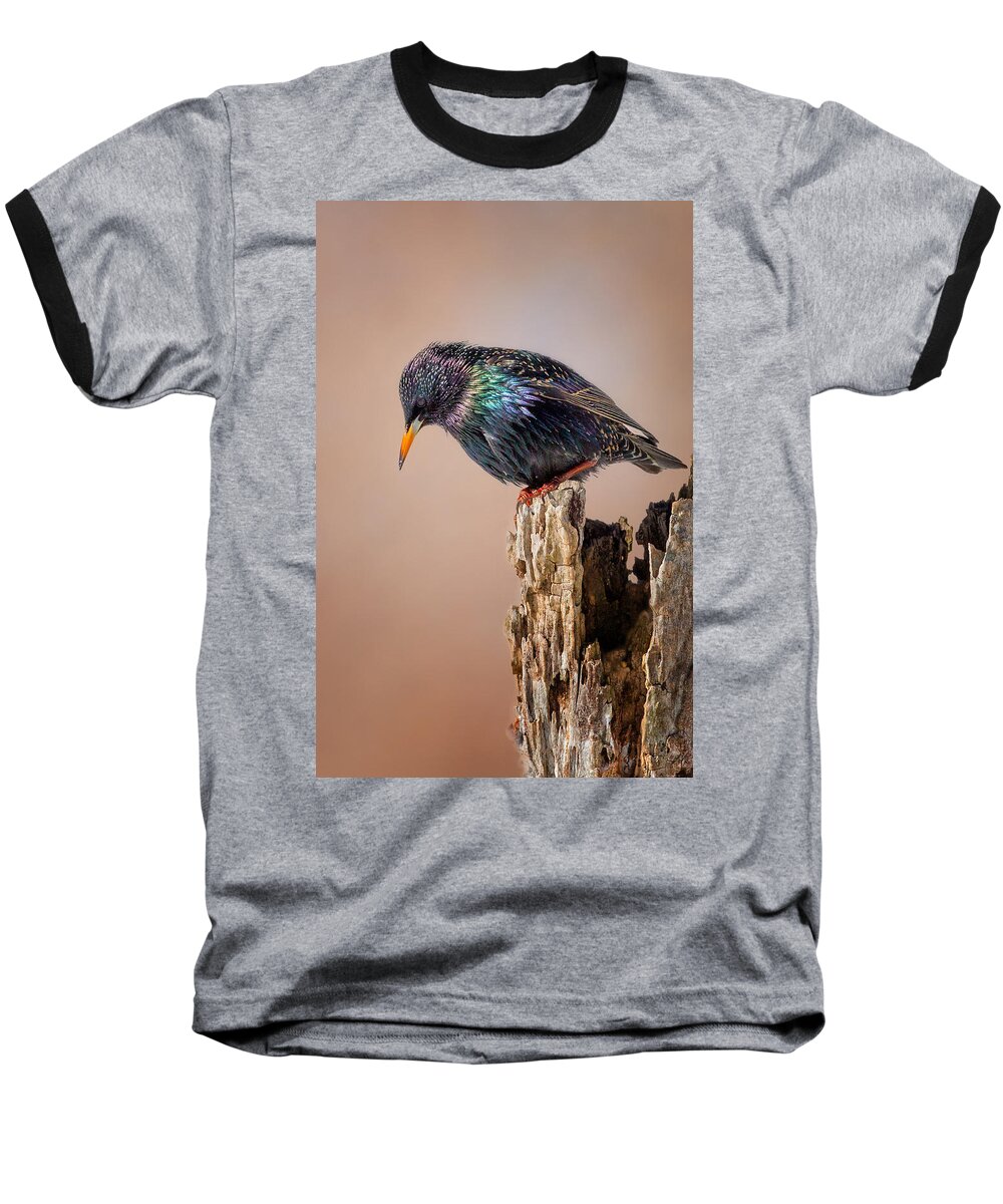 Starling Baseball T-Shirt featuring the photograph Backyard Birds European Starling by Bill Wakeley