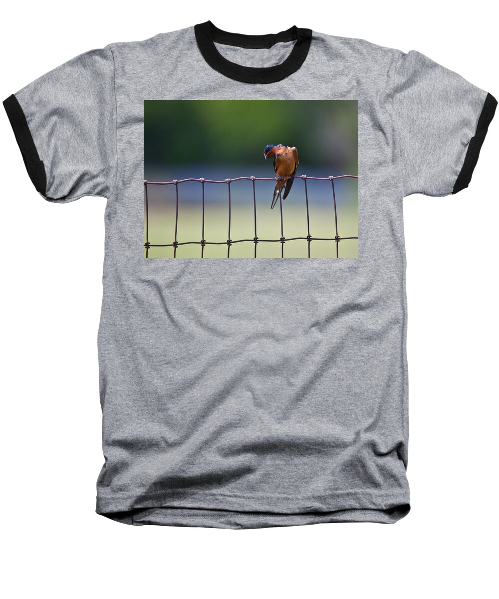 Bird Baseball T-Shirt featuring the photograph Barn Swallow by Mark Alder