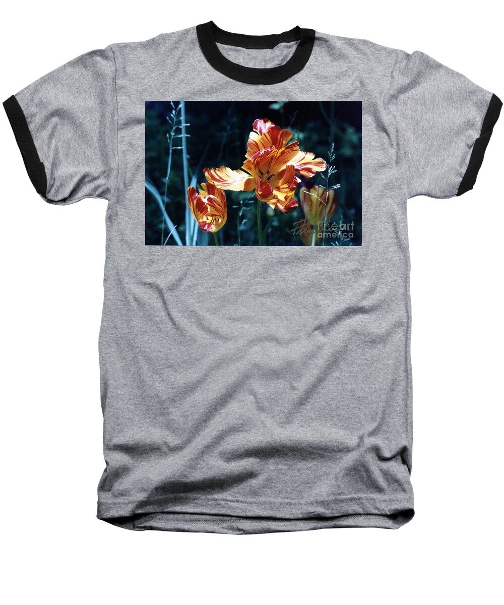 Gorgeous Baseball T-Shirt featuring the photograph Gorgeous Tulip by Phyllis Kaltenbach
