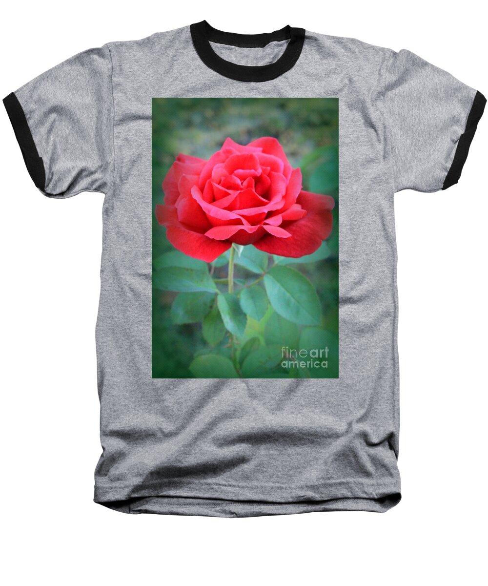 Rose Baseball T-Shirt featuring the photograph Beautiful Morning Rose by Jennifer E Doll