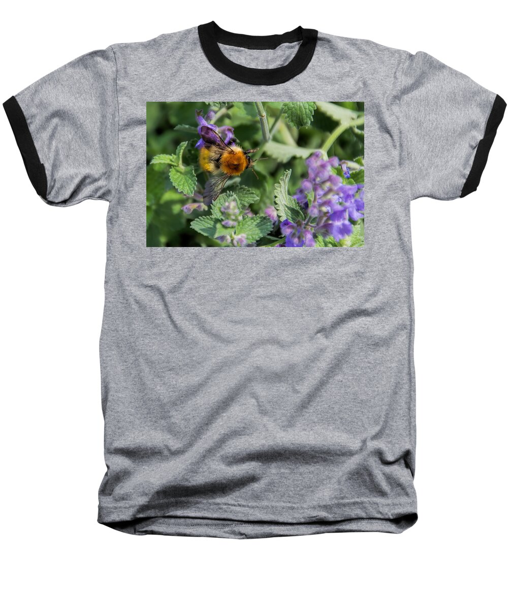 Bee Baseball T-Shirt featuring the photograph Bee Too by David Gleeson