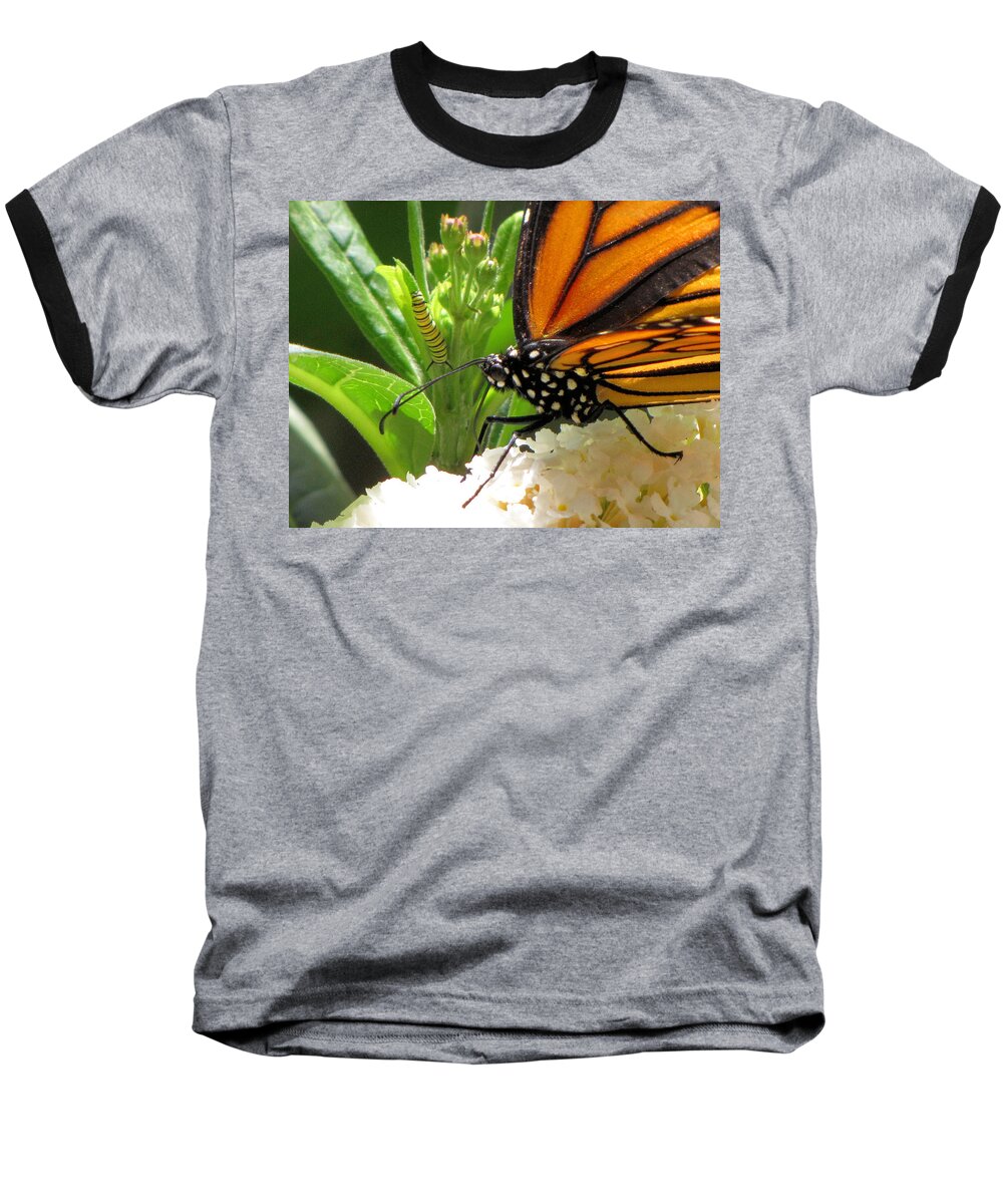 Monarch Baseball T-Shirt featuring the photograph Before and After by KATIE Vigil