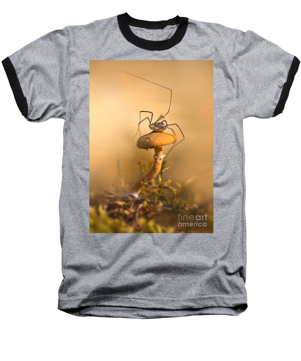 Spider Baseball T-Shirt featuring the photograph Big rest by Jaroslaw Blaminsky