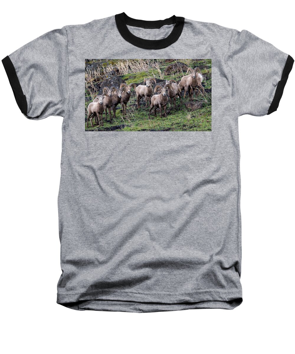 Bighorn Sheep Baseball T-Shirt featuring the photograph Bighorn Reunion by Steve McKinzie