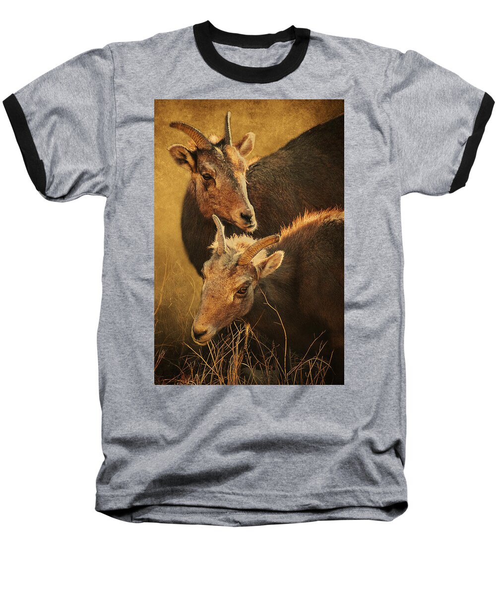 Bighorn Sheep Baseball T-Shirt featuring the photograph Bighorn Sheep of the Arkansas River by Priscilla Burgers