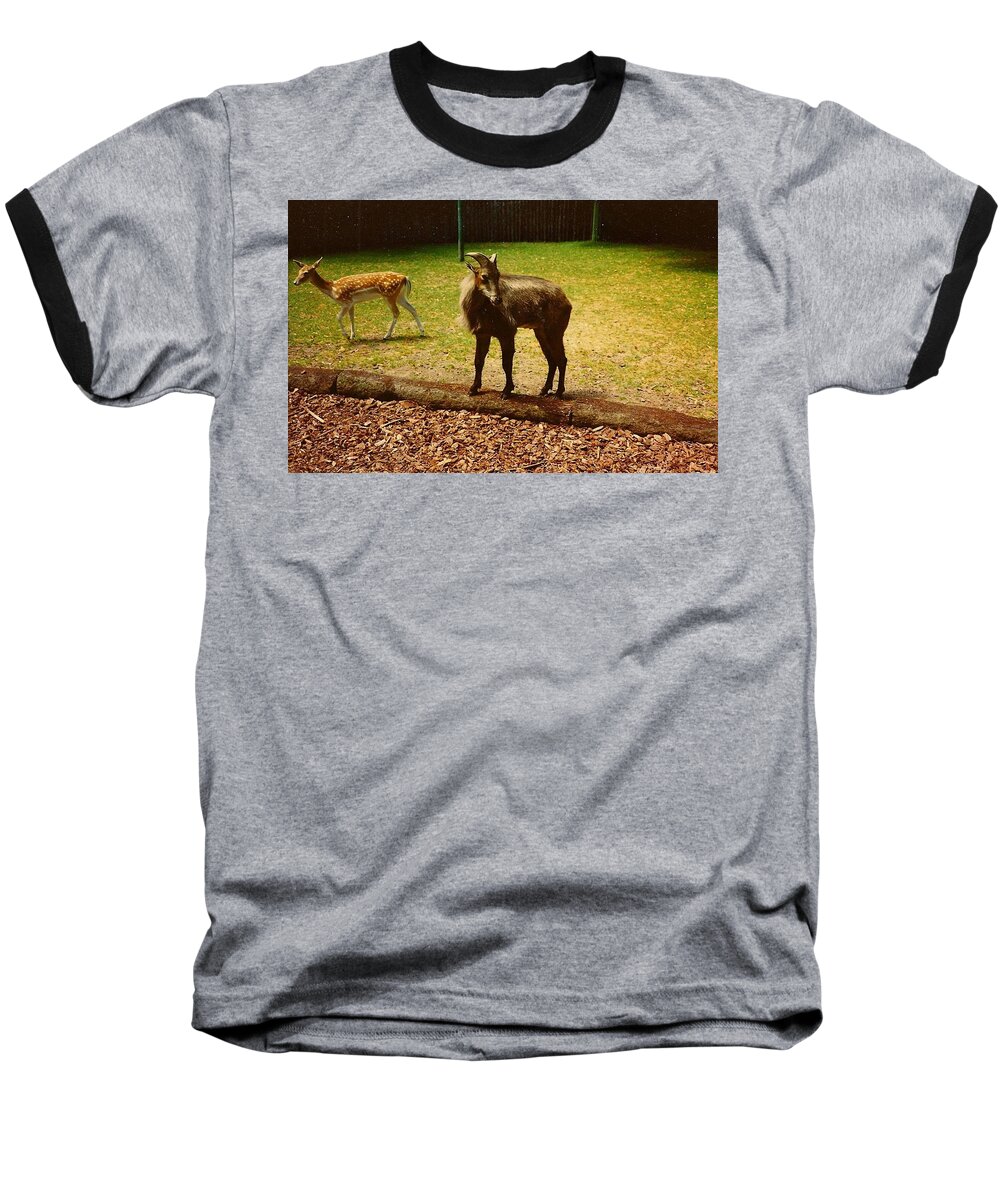 Doe Baseball T-Shirt featuring the photograph Billy Goat Keeping Lookout by Chris W Photography AKA Christian Wilson