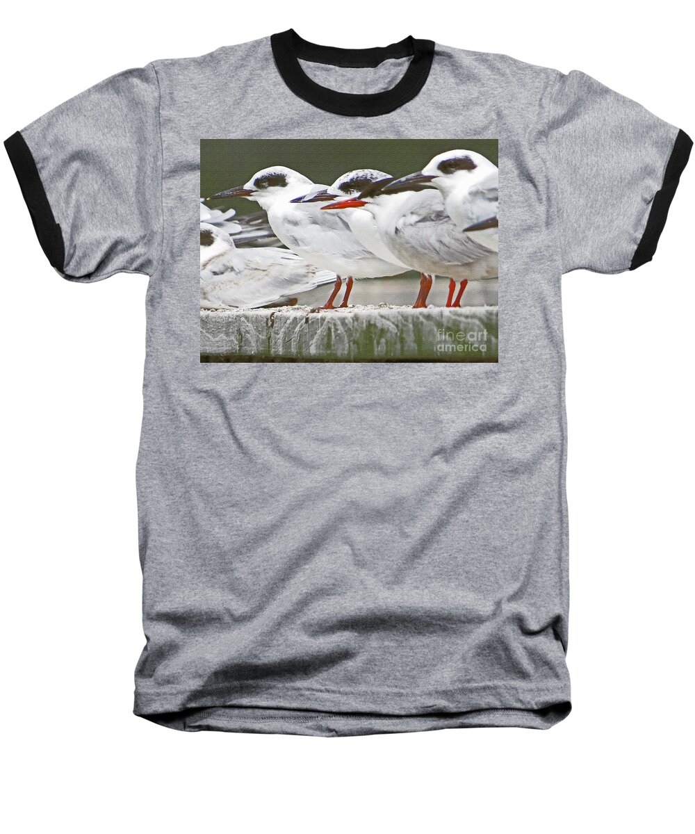 Seagull Baseball T-Shirt featuring the photograph Birds On A Ledge by Dawn Gari