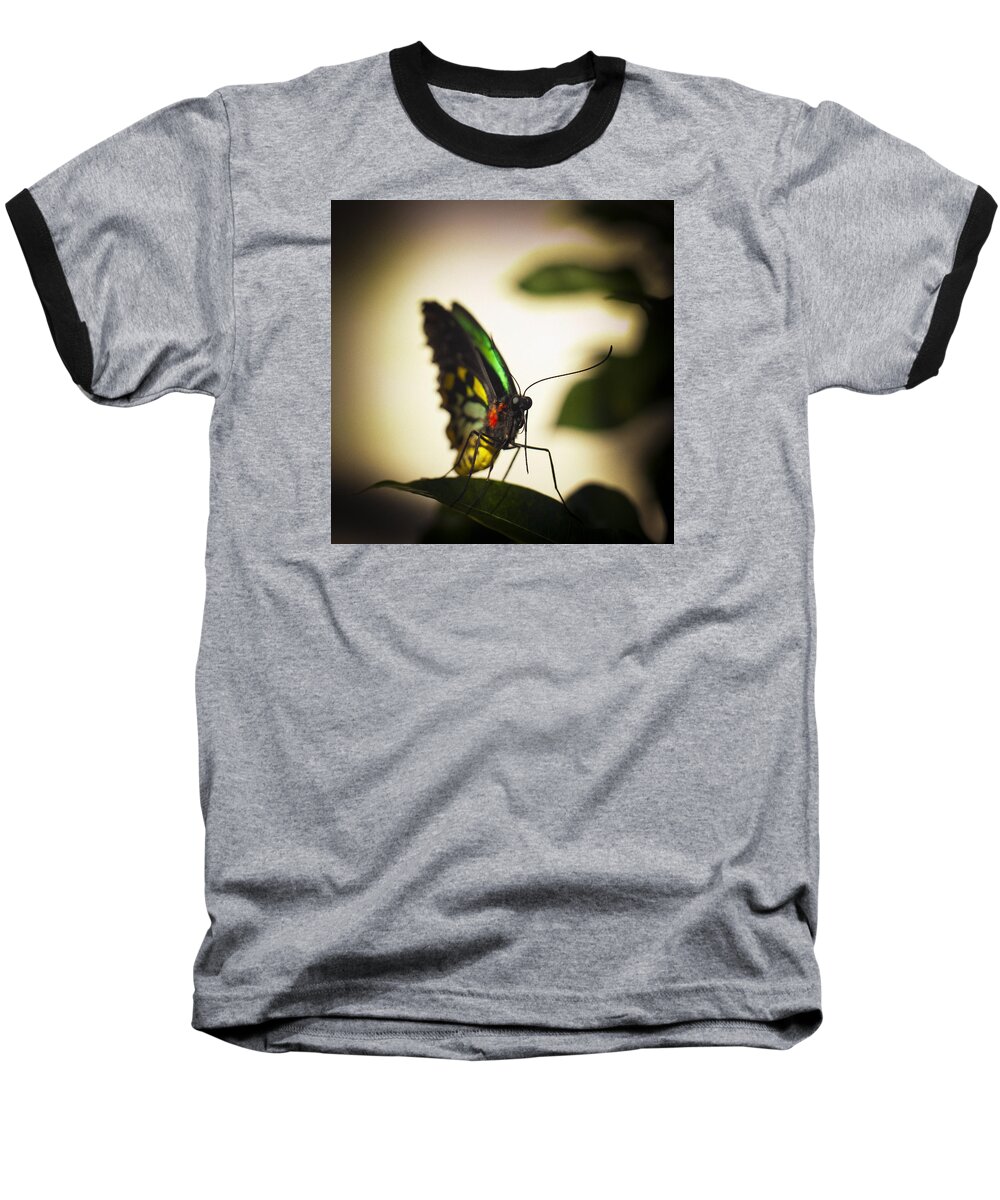 Florida Baseball T-Shirt featuring the photograph Birdwing Butterfly by Bradley R Youngberg