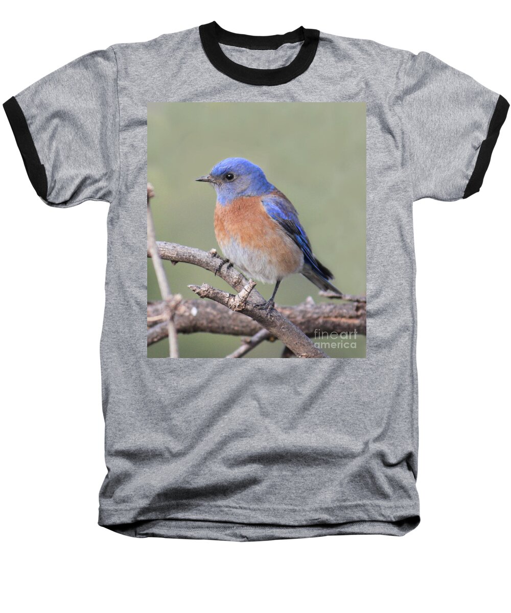 Blue Bird Baseball T-Shirt featuring the photograph Blue Bird at Sedona by Debbie Hart