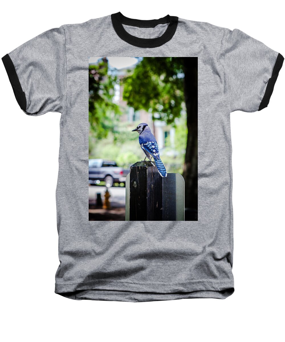 Bird Baseball T-Shirt featuring the photograph Blue Jay by Sennie Pierson