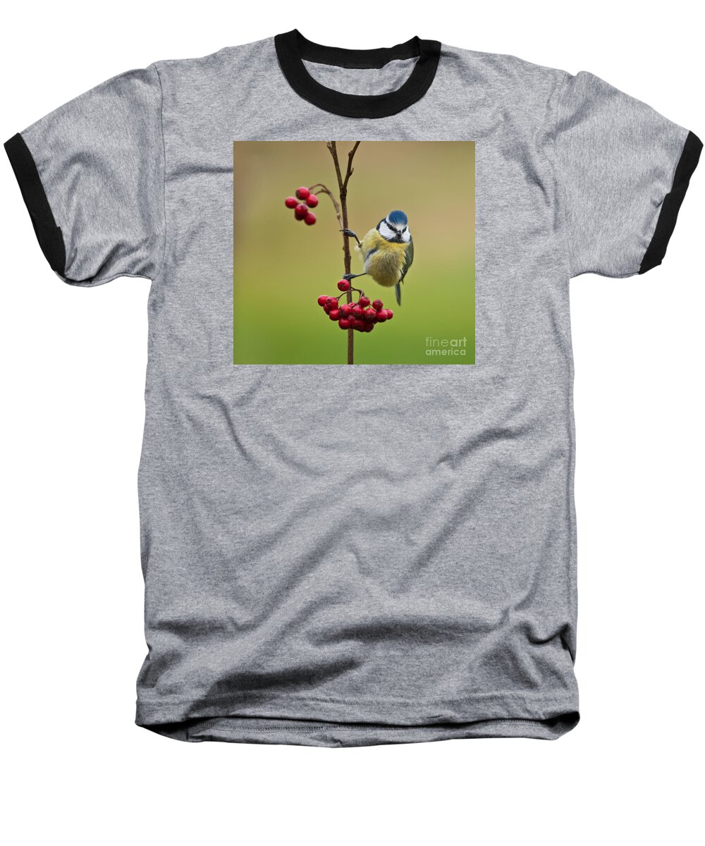 Bird Baseball T-Shirt featuring the photograph Blue Tit with Hawthorn Berries by Liz Leyden