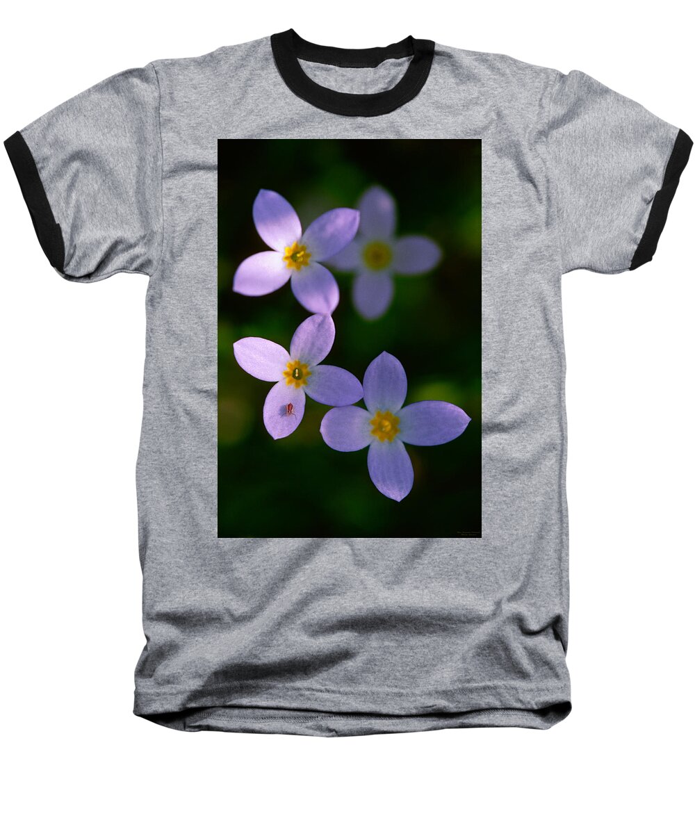 Bluet Baseball T-Shirt featuring the photograph Bluets with Aphid by Marty Saccone