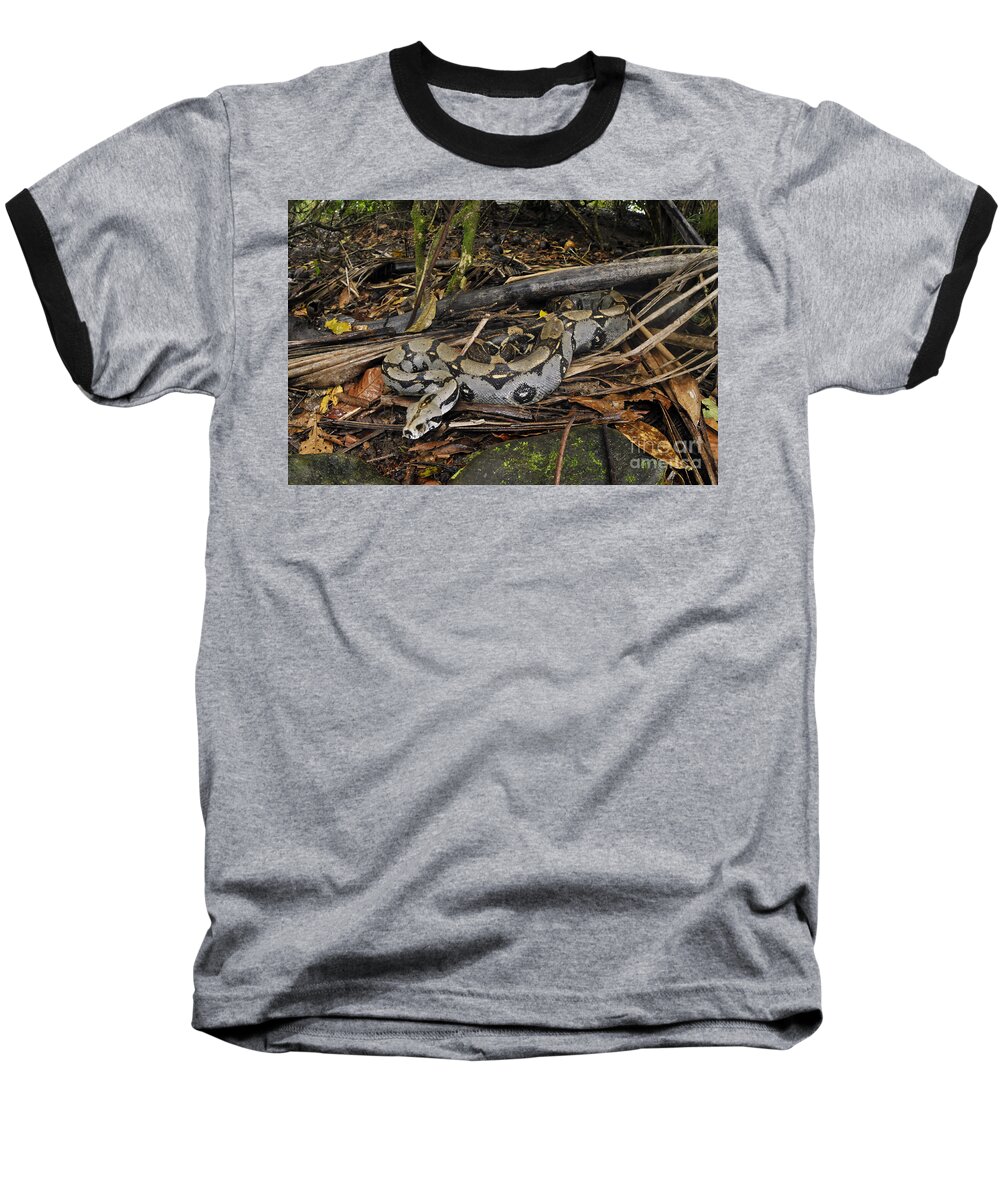 Amazon Rainforest Baseball T-Shirt featuring the photograph Boa Constrictor by Francesco Tomasinelli
