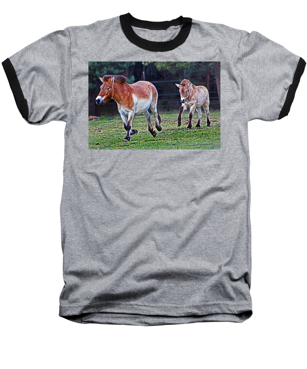 #przewalski's Horse Baseball T-Shirt featuring the photograph Bond Fun Love by Miroslava Jurcik
