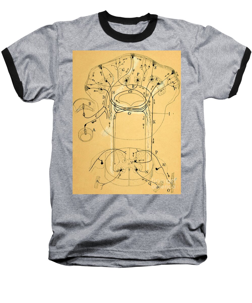 Vestibular Connections Baseball T-Shirt featuring the drawing Brain Vestibular Sensor Connections by Cajal 1899 by Science Source