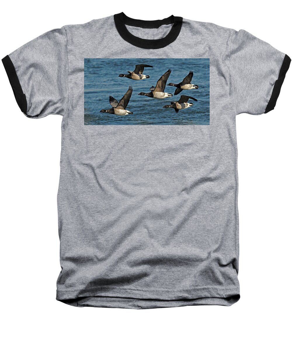 Brandt Geese Baseball T-Shirt featuring the photograph Brandt Geese by Dave Mills