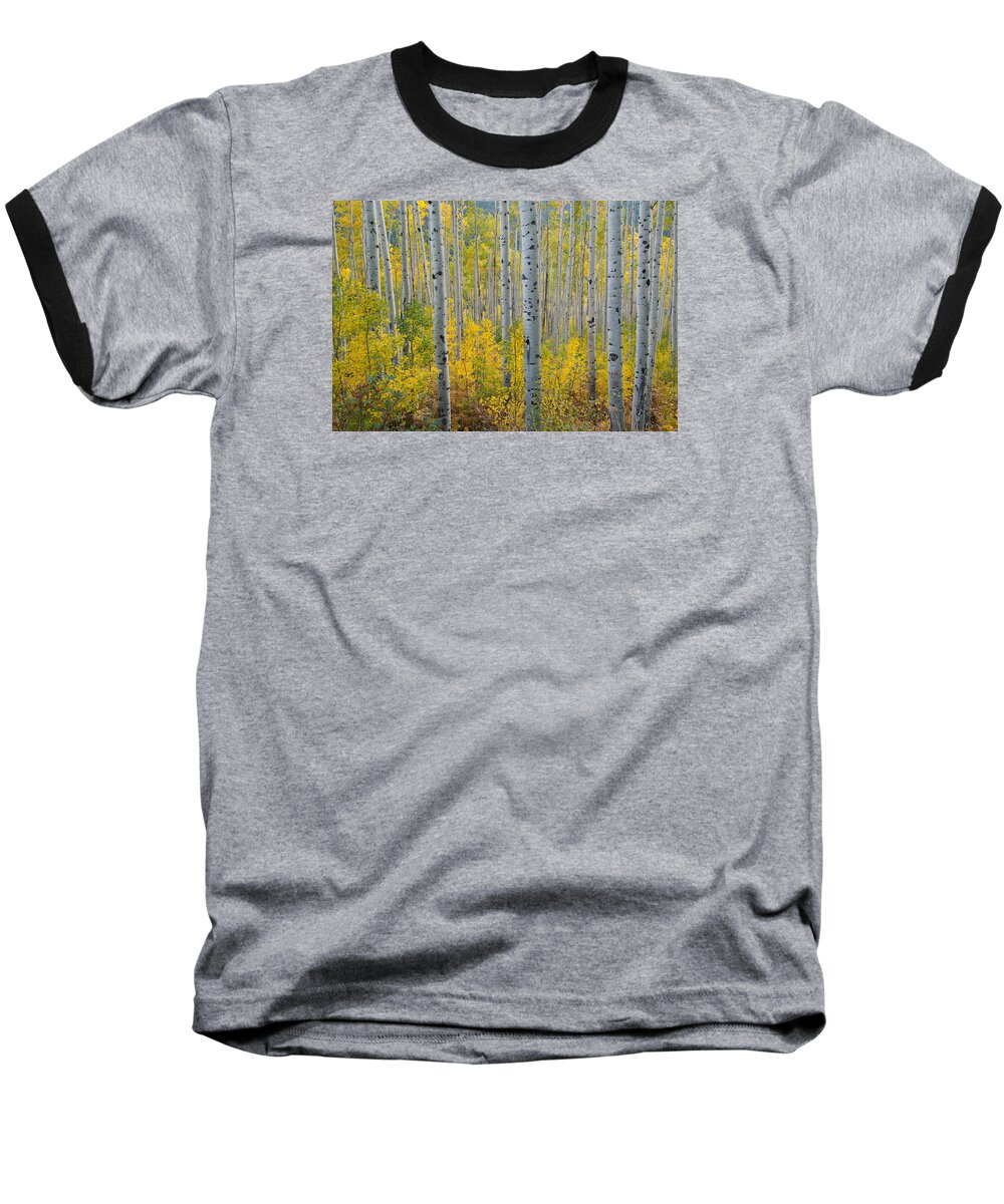 Forest Baseball T-Shirt featuring the photograph Brilliant Colors of the Autumn Aspen Forest by Cascade Colors