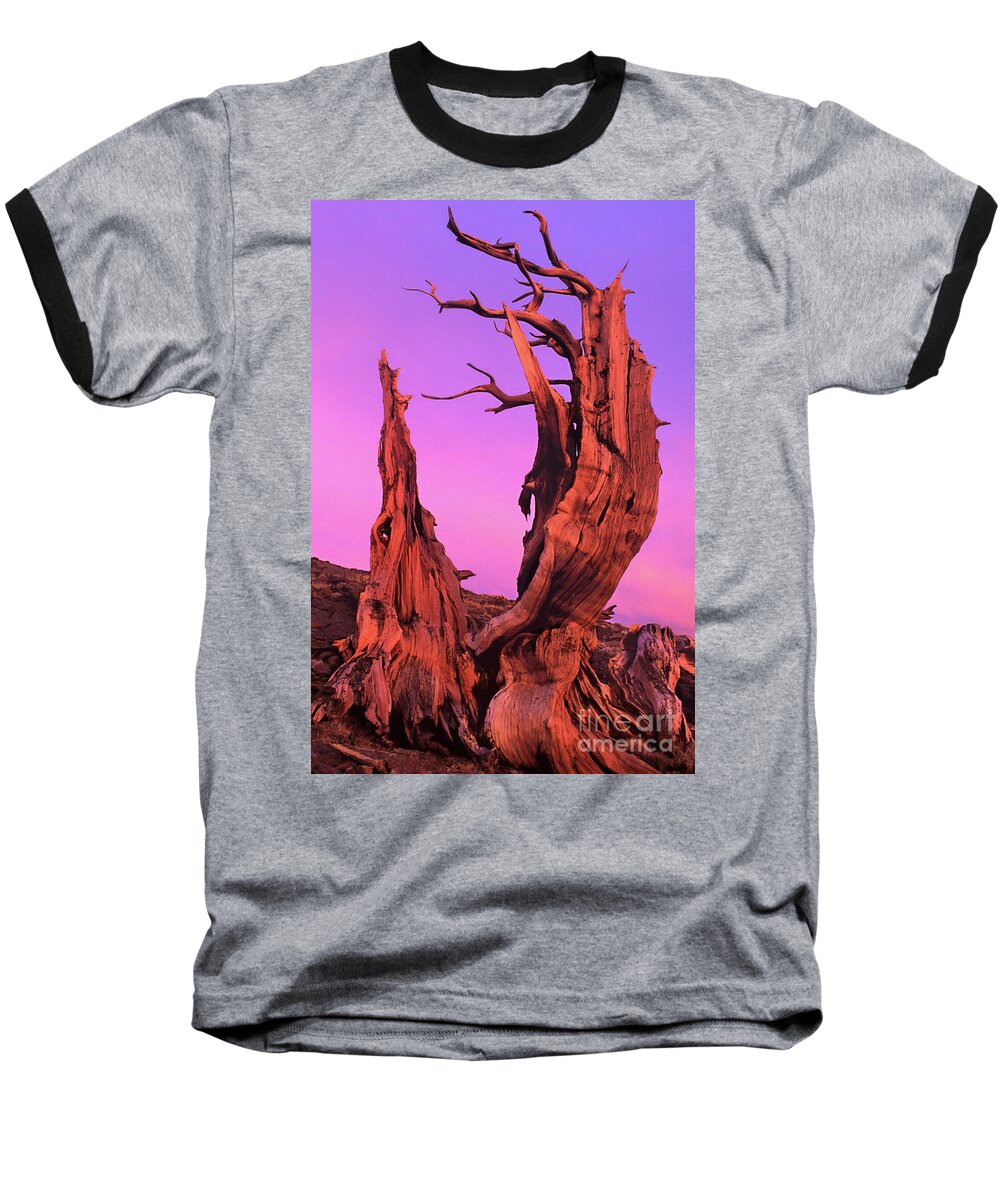 Bristlecone Baseball T-Shirt featuring the photograph Bristlecone Pine at Sunset White Mountains Californa by Dave Welling
