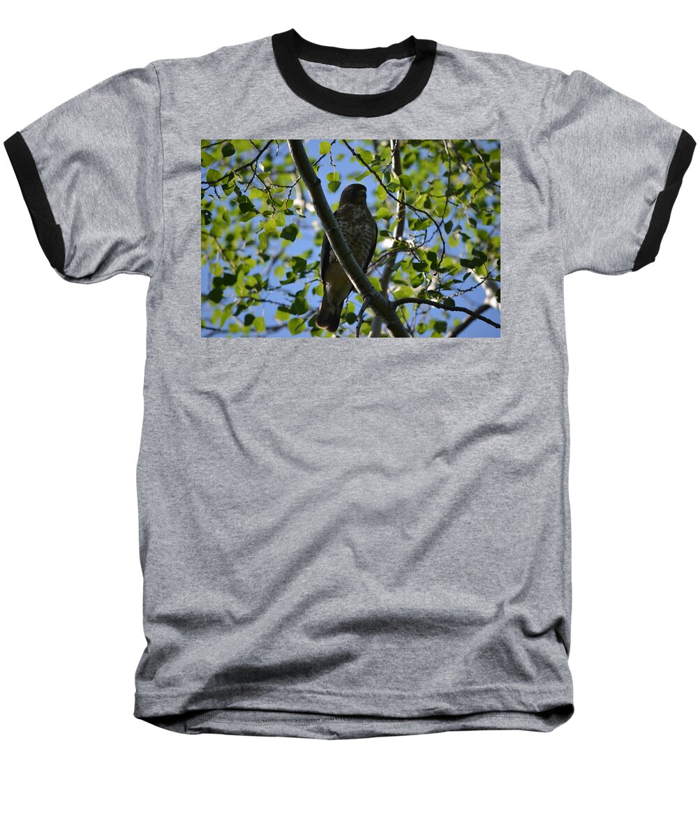 Nature Baseball T-Shirt featuring the photograph Broad-winged Hawk by James Petersen