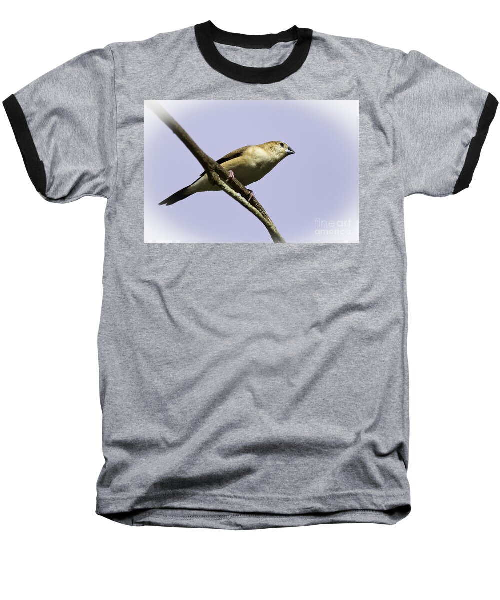 Bird Baseball T-Shirt featuring the photograph Brown Finch by Les Palenik