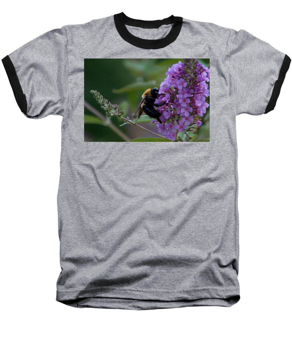 Nature Baseball T-Shirt featuring the photograph Busy Bee by Greg Graham