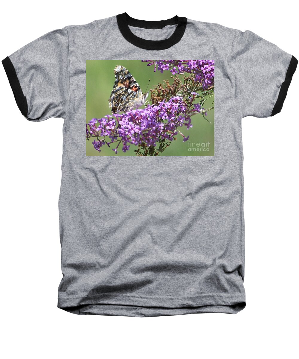 Painted Lady Butterfly Baseball T-Shirt featuring the photograph Painted Lady Butterfly by Eunice Miller