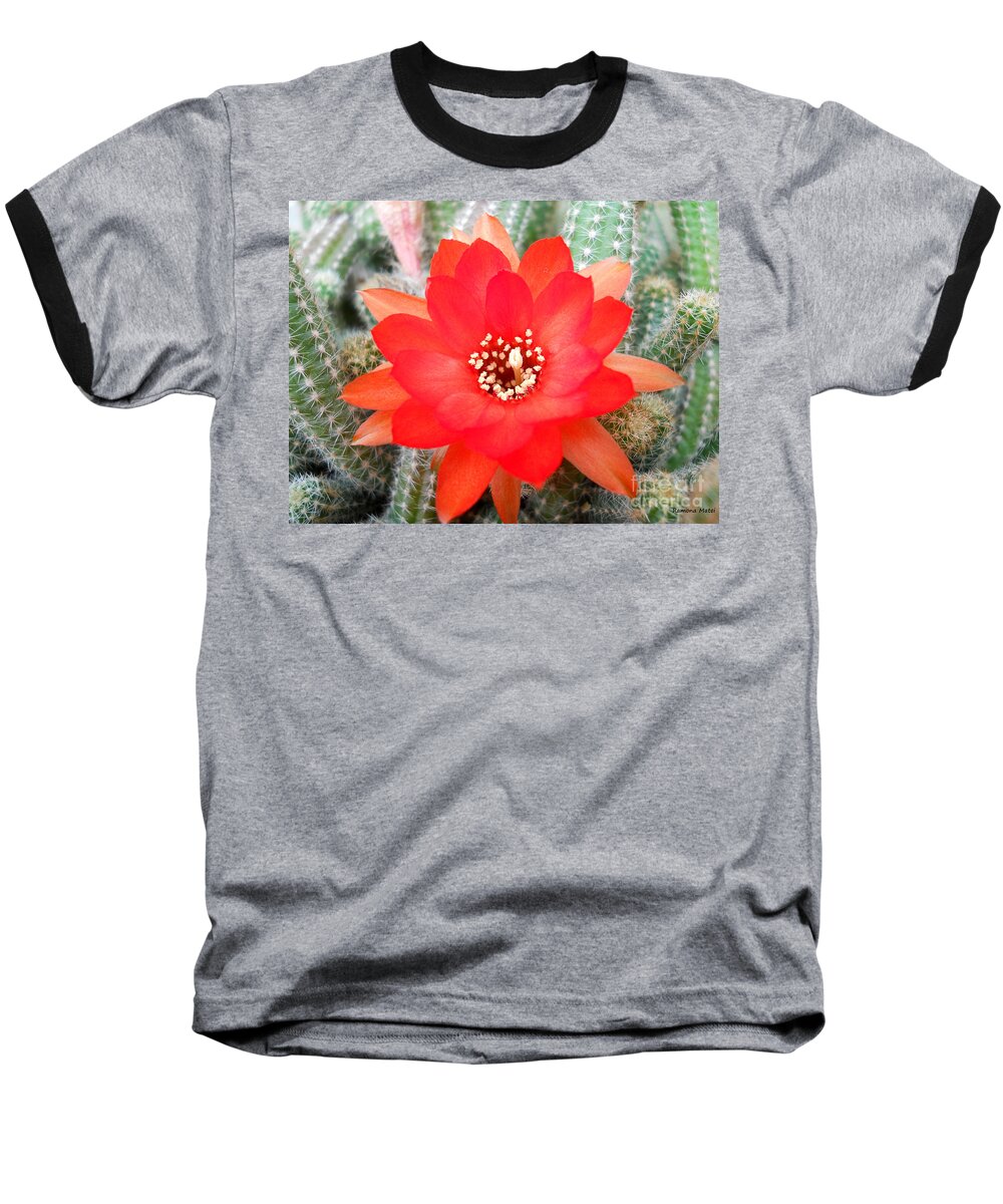 Cactus Baseball T-Shirt featuring the photograph Cactus Flower by Ramona Matei