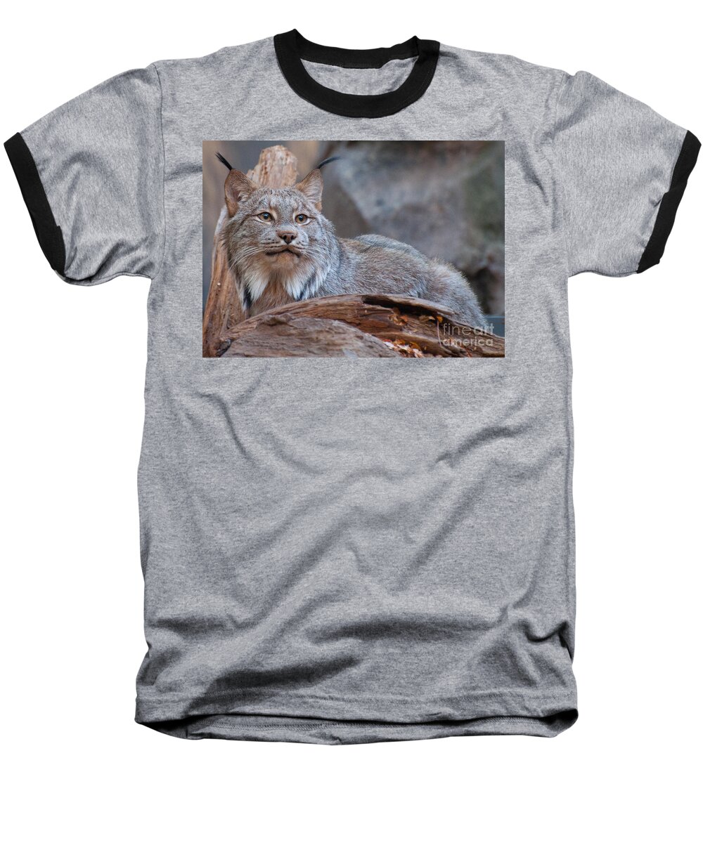 Lynx Baseball T-Shirt featuring the photograph Canada Lynx by Bianca Nadeau