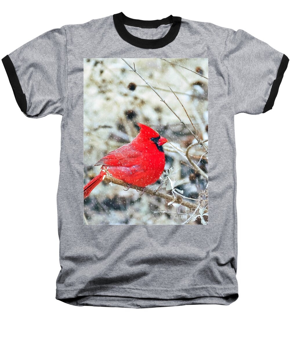 Cardinal Birds Baseball T-Shirt featuring the photograph Cardinal Bird Christmas Card by Peggy Franz