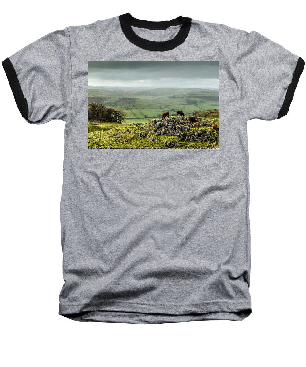 Animals Baseball T-Shirt featuring the photograph Cattle in the Yorkshire Dales by Sue Leonard