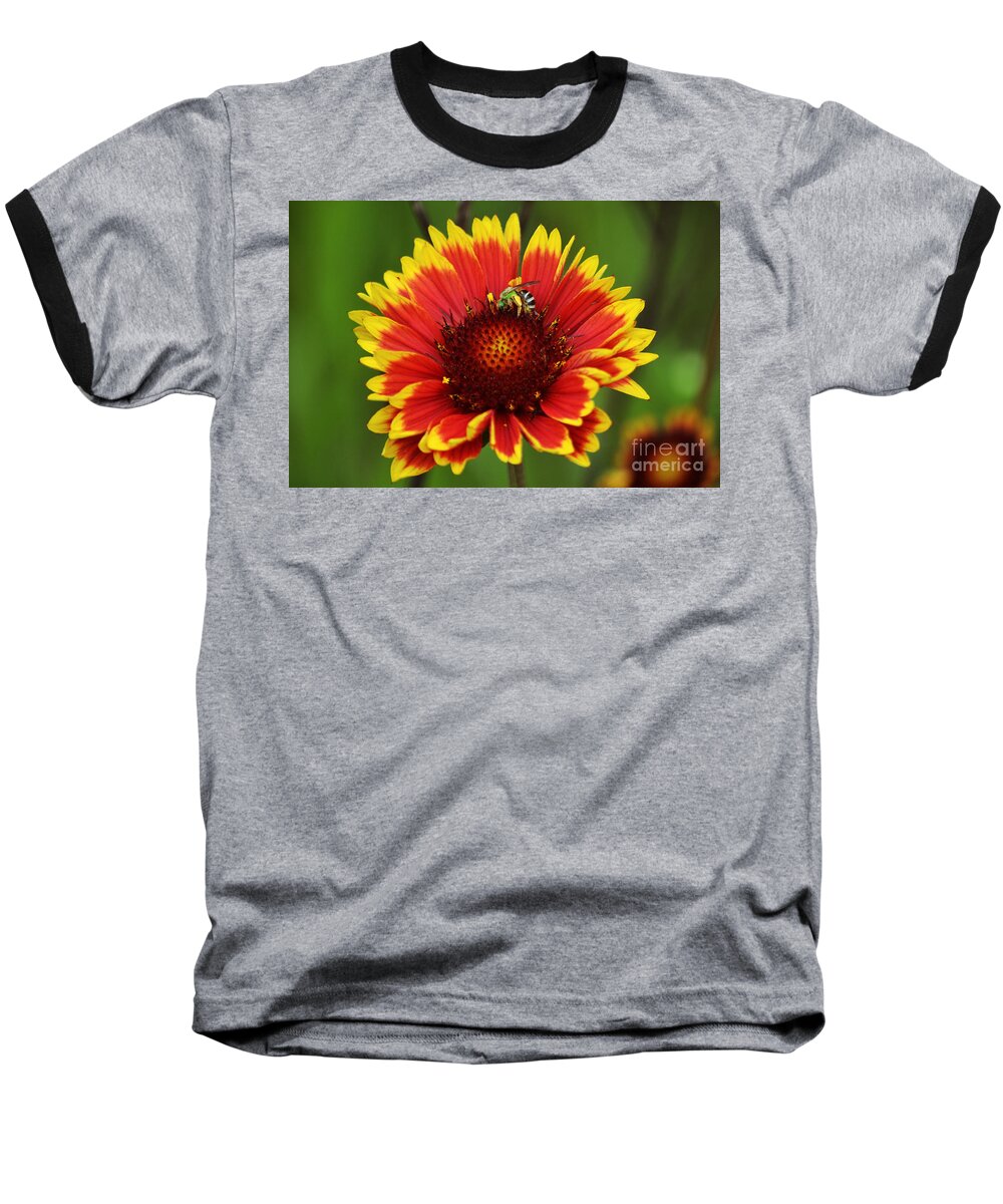 Bee Baseball T-Shirt featuring the photograph Caught Snacking by Kevin Fortier