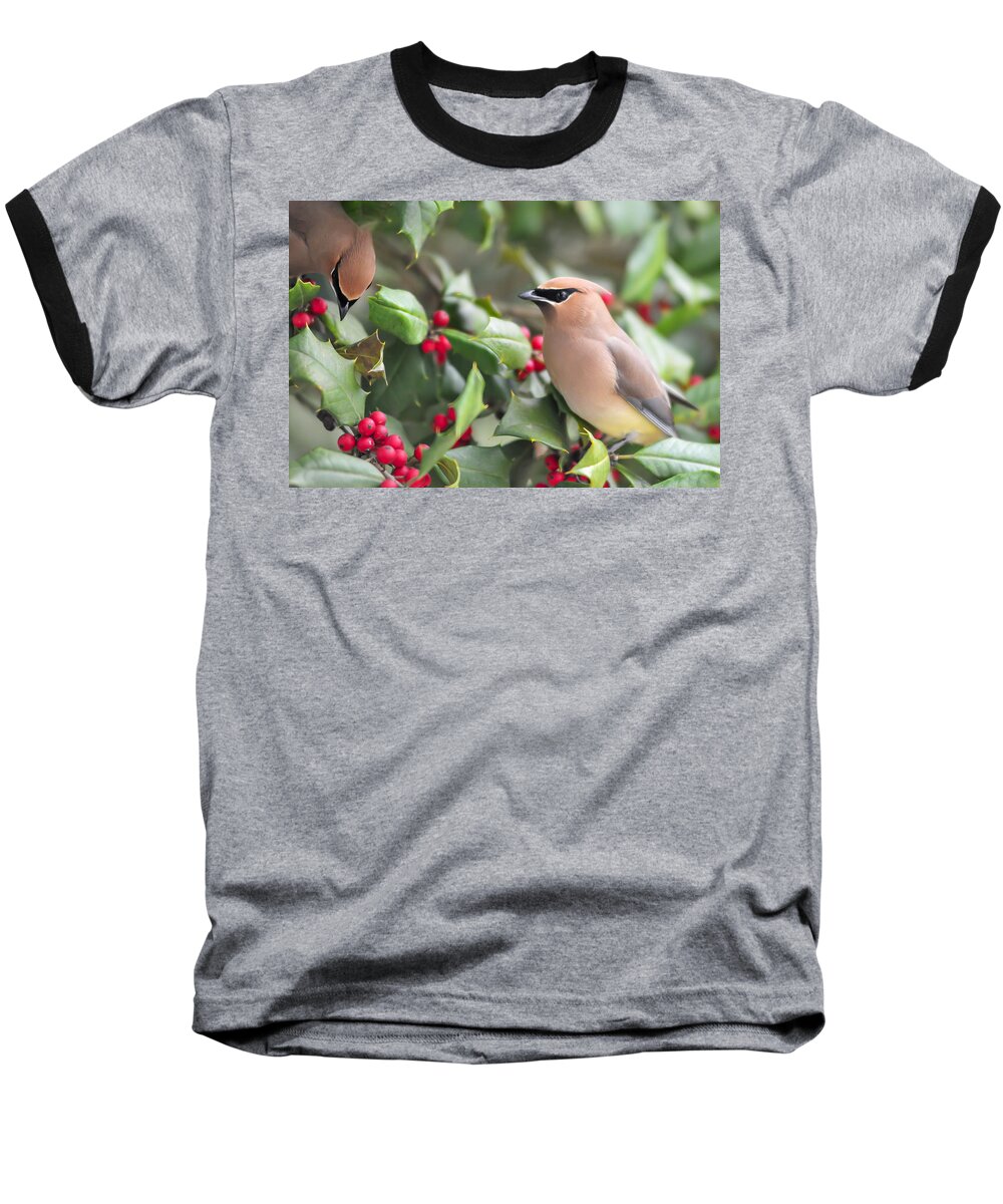 Cedar Waxwing In Holly Tree Baseball T-Shirt featuring the photograph Cedar Waxwing in Holly Tree by Terry DeLuco