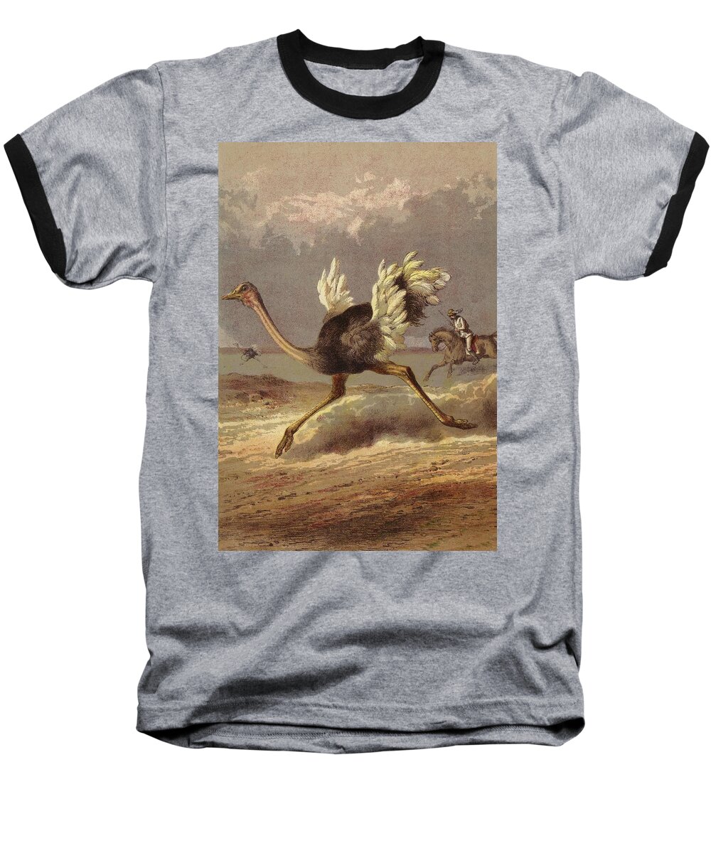 Ostrich Baseball T-Shirt featuring the painting Chasing The Ostrich by English School