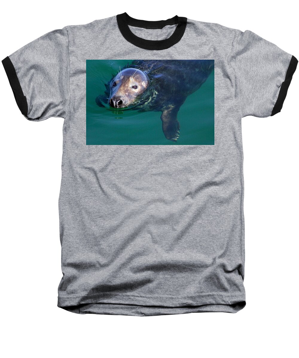 Seal Baseball T-Shirt featuring the photograph Chatham Harbor Seal by Stuart Litoff