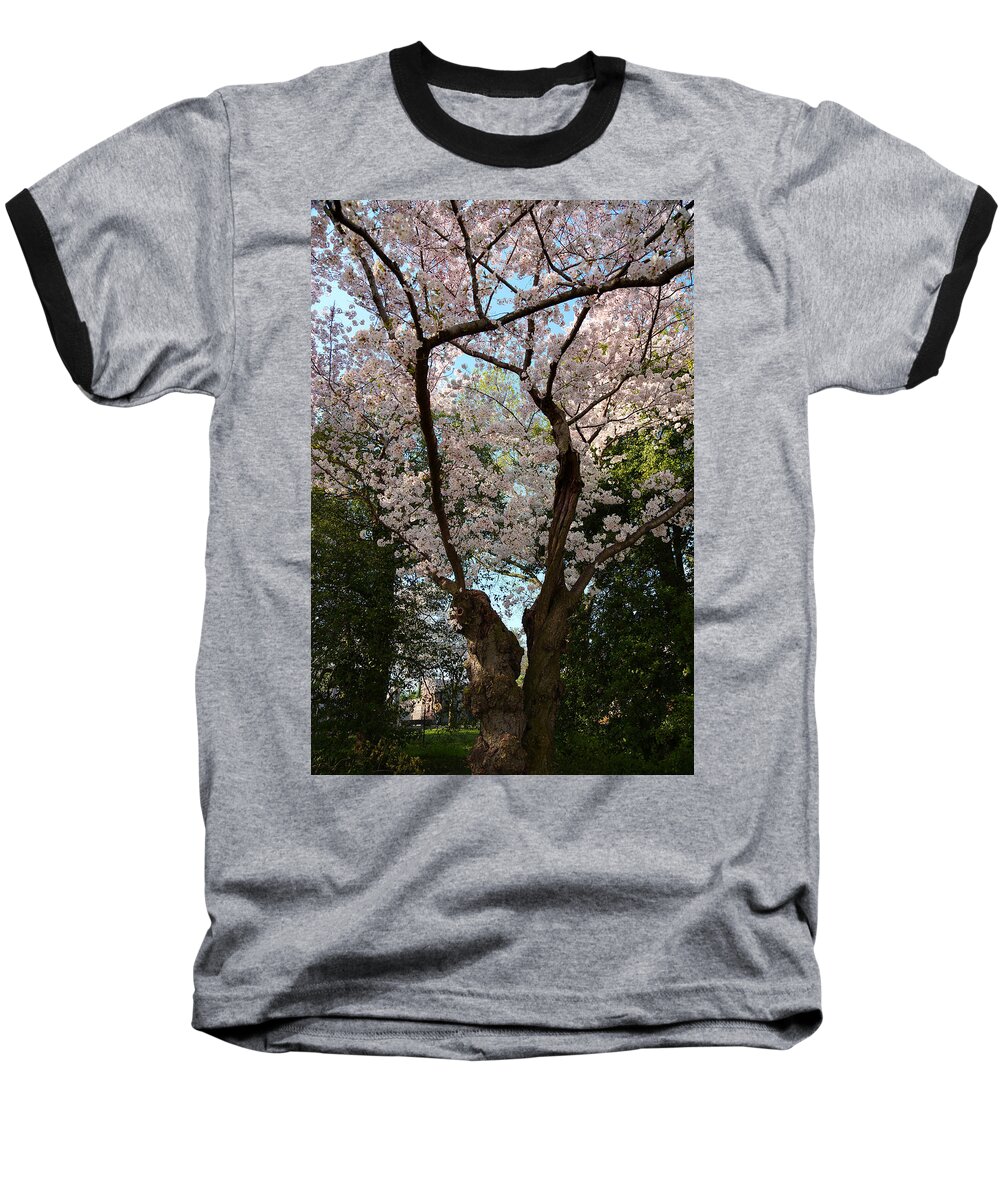 Architectural Baseball T-Shirt featuring the photograph Cherry Blossoms 2013 - 056 by Metro DC Photography