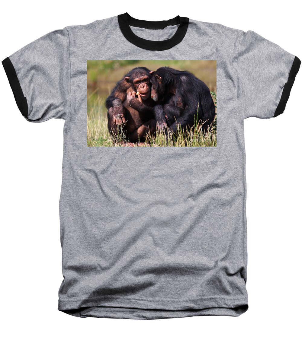 Friends Baseball T-Shirt featuring the photograph Chimpanzees Eating A Carrot by Nick Biemans