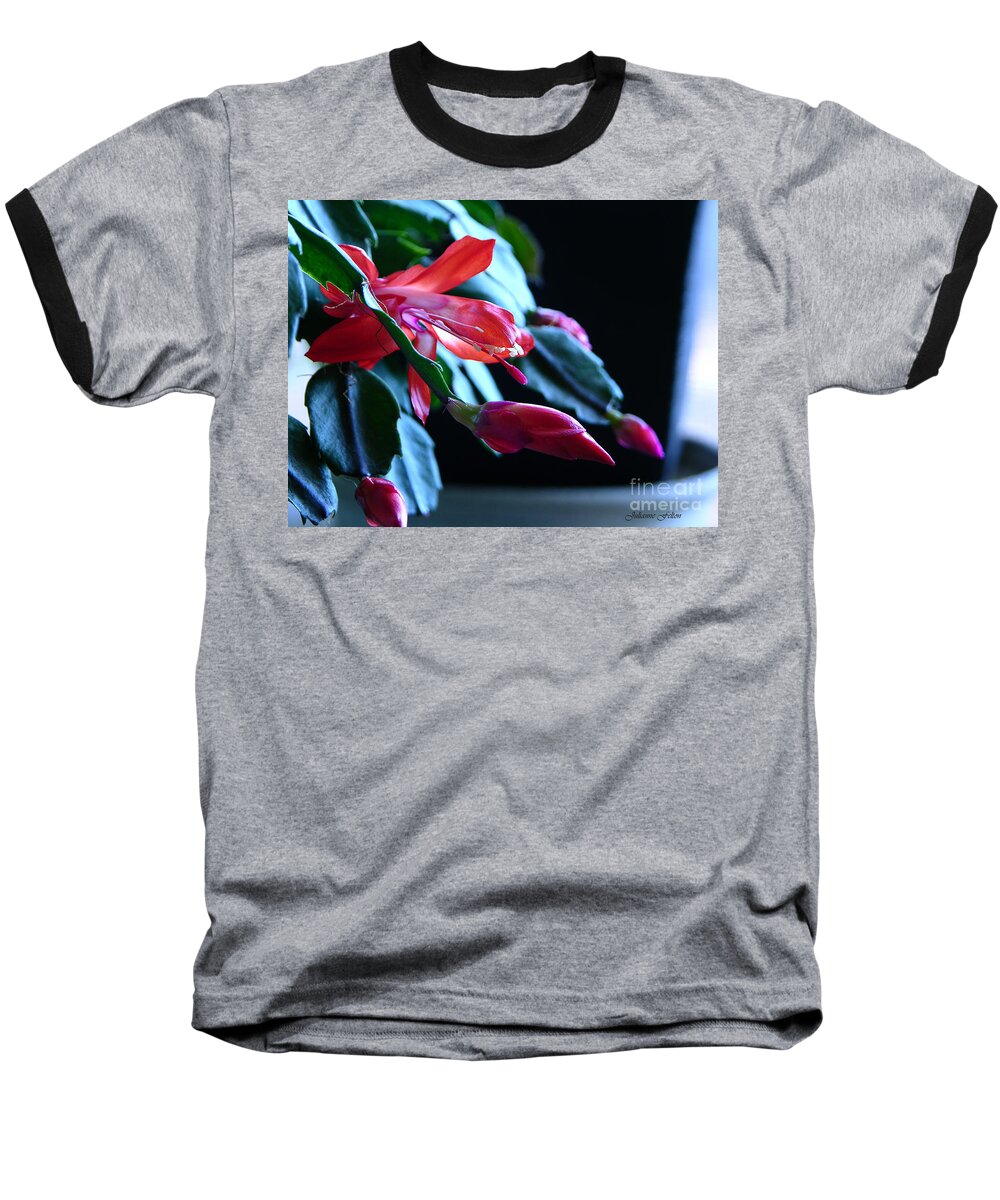 Christmas Baseball T-Shirt featuring the photograph Christmas cactus in bloom by Julianne Felton