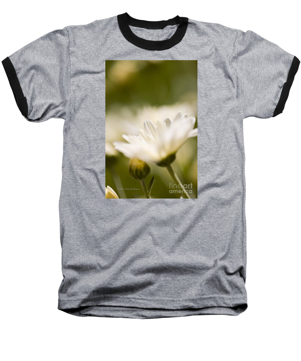 Chrysanthemum Baseball T-Shirt featuring the photograph Chrysanthemum Flowers by Richard J Thompson 