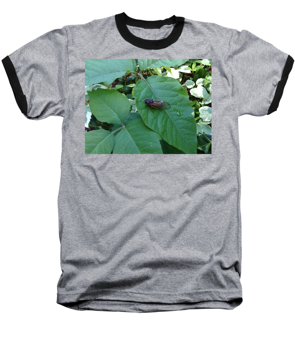 Cicada Baseball T-Shirt featuring the photograph Cicada Invasion by Cornelia DeDona
