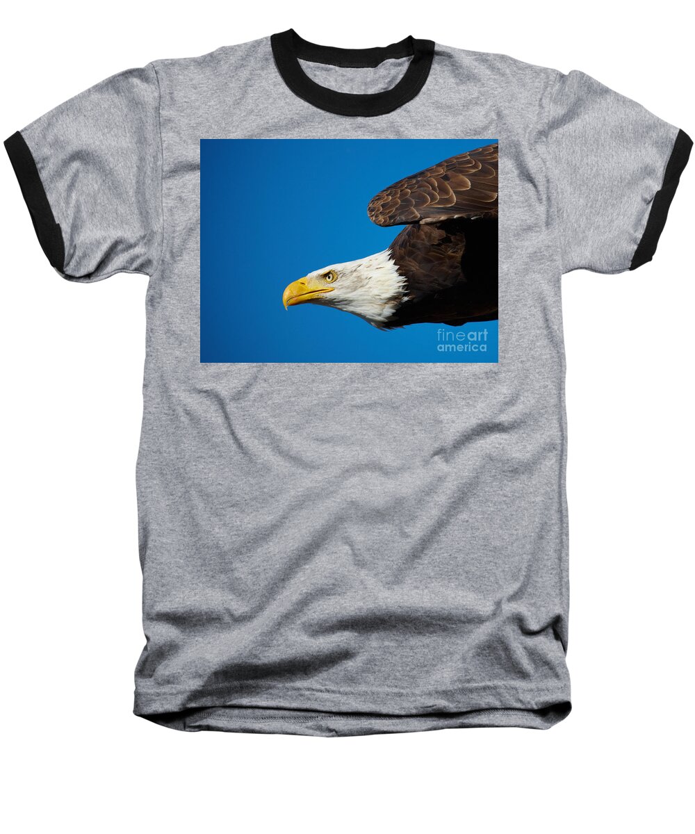Close-up Baseball T-Shirt featuring the photograph Close-up of an American Bald Eagle in flight by Nick Biemans